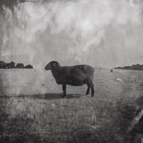 Black Sheep cover